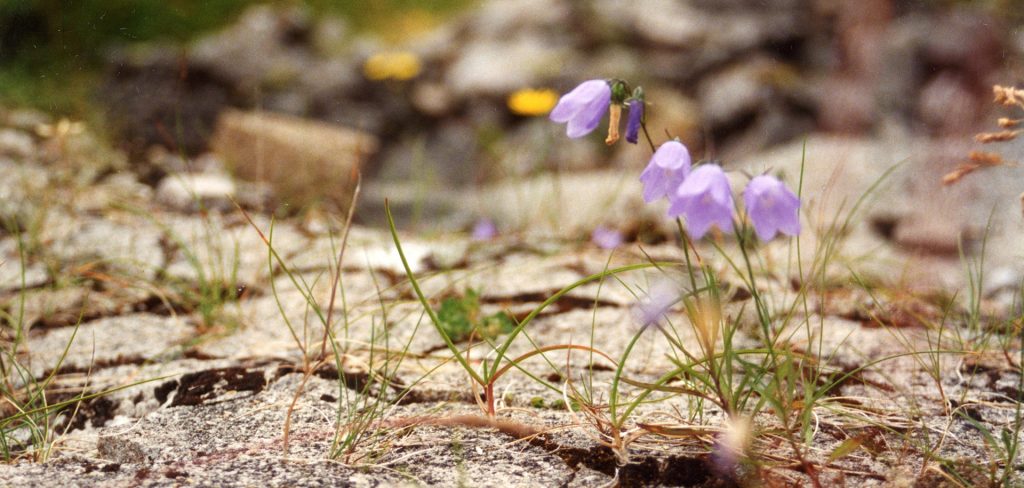 Blåklokkene stiger opp fra taket av en tysk bunker som forvitrer. Blomstene vinner til slutt...