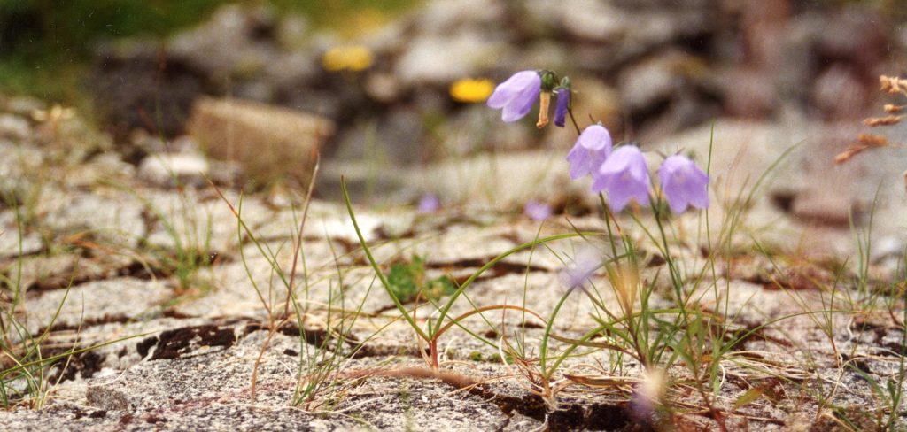 Blåklokkene stiger opp fra taket av en tysk bunker som forvitrer.  Blomstene vinner til slutt...