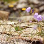 Blåklokkene stiger opp fra taket av en tysk bunker som forvitrer.  Blomstene vinner til slutt...